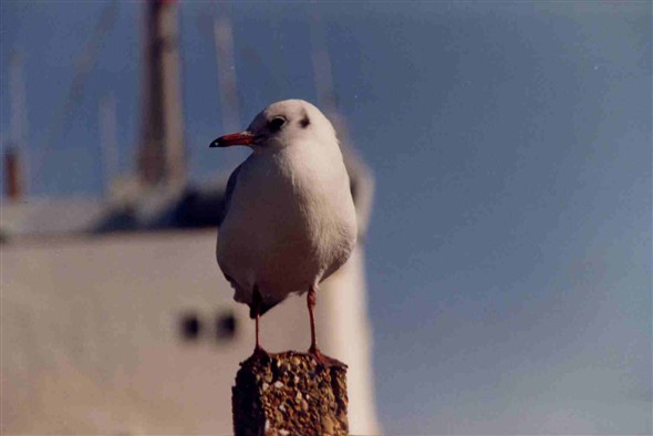 Photo:Seagull 1988