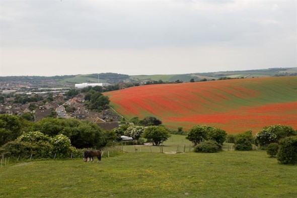 Photo: Illustrative image for the 'SOUTH DOWNS AT DENTON - POPPY FIELDS' page