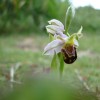 Page link: NEWHAVEN'S BEE ORCHIDS