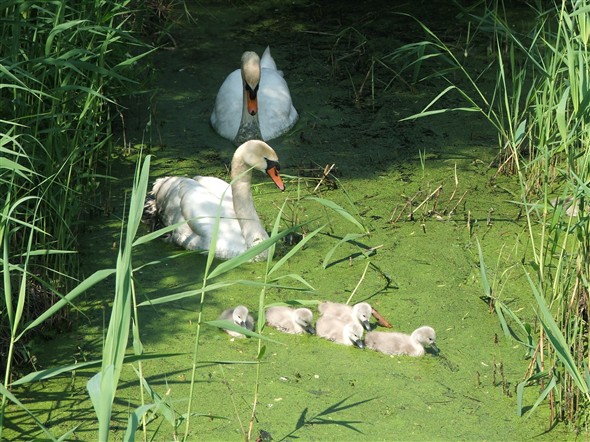 Photo:The swans in their temporary home - in the ditch next to Brewers Fare!.