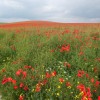 Page link: SOUTH DOWNS AT DENTON - POPPY FIELDS
