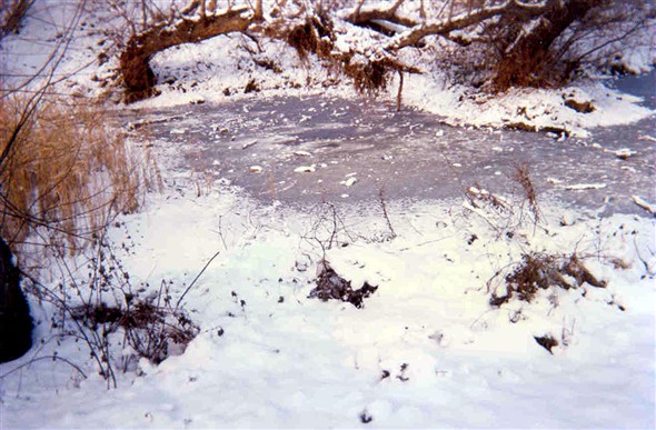 Photo:Frozen duck pond 1998