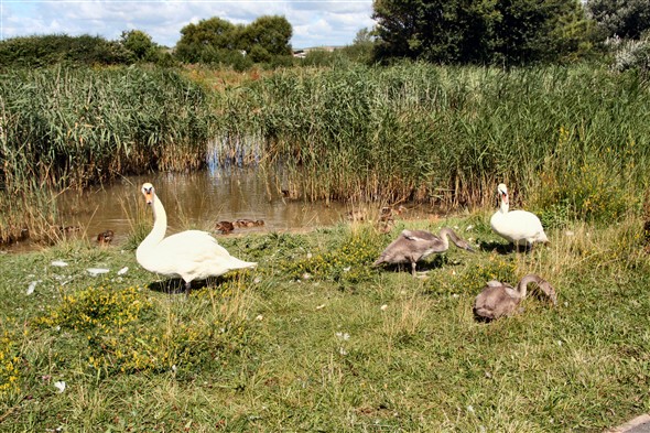 Photo:Swans and Cygnets feeding