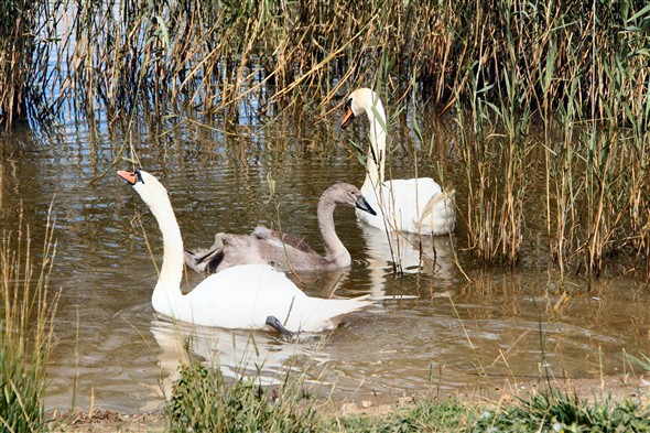 Photo:Swans and one of the cygnets