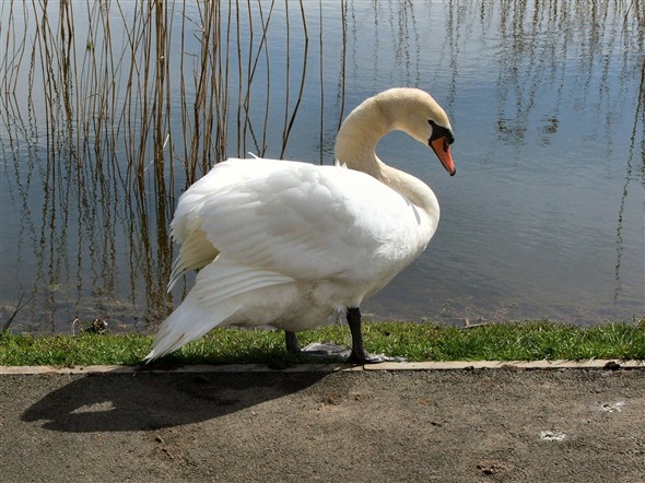 Photo:Dad swan, 30/3/08