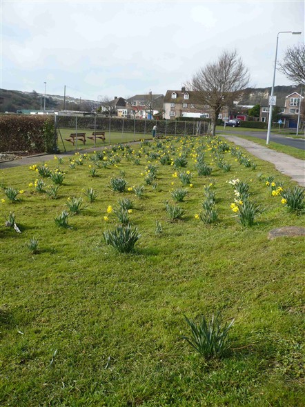 Photo:Daffodils in Fort Road