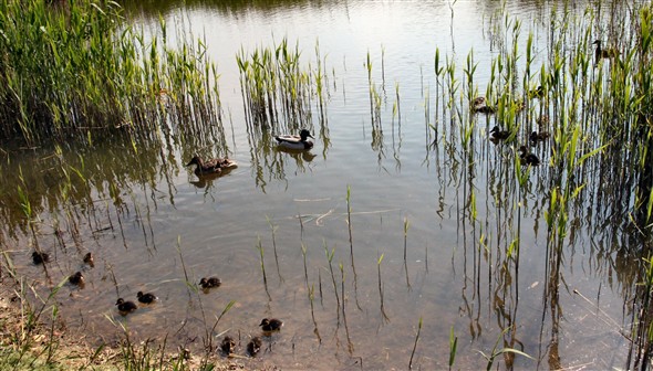 Photo:Ducklings, large and small