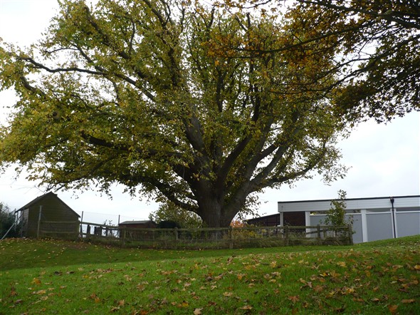 Photo:Oak Tree in Grounds
