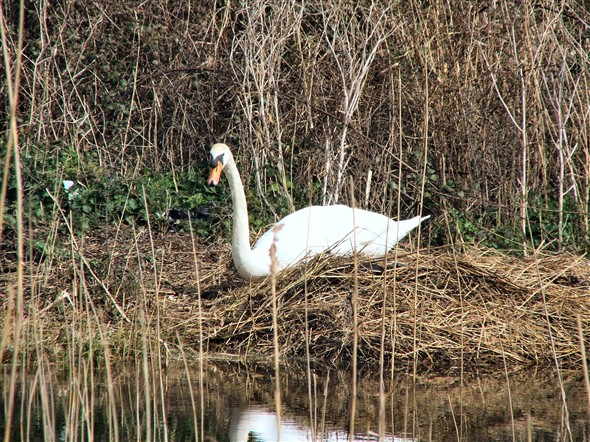 Photo:Mum swan on the nest, 30/3/08