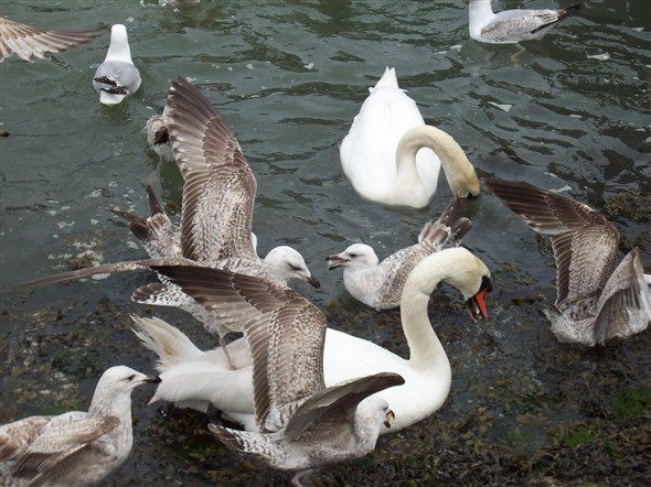 Photo:SWANS V'S SEAGULLS - GET OFF OF MY BACK