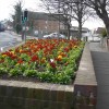 Page link: NEWHAVEN IS BLOOMING